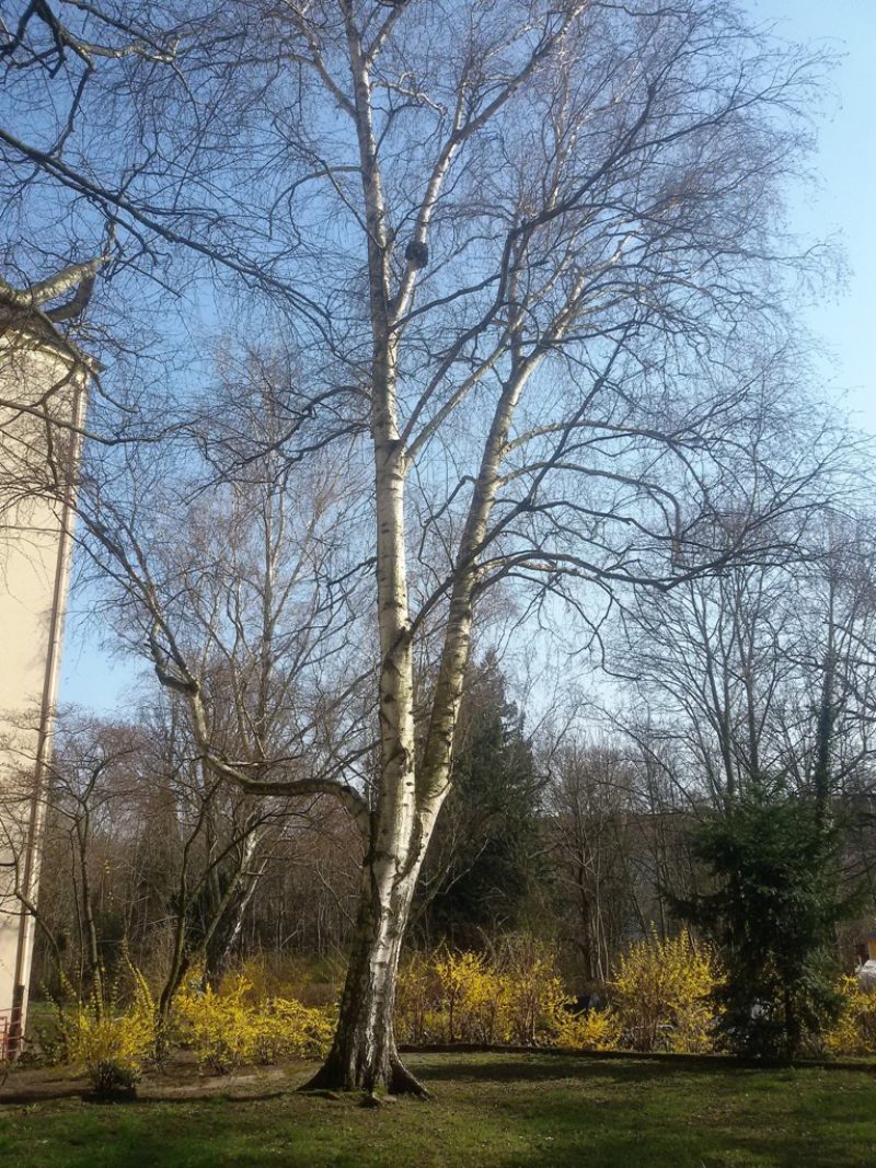 Tall birch tree