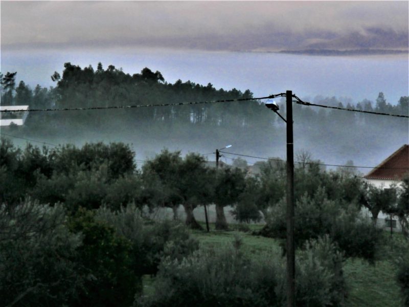 Low clouds between the trees in Castelo Branco, Portugal
